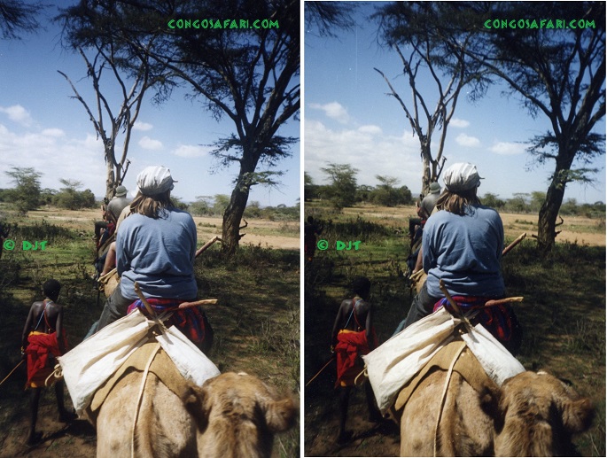 3D photo of camel safari.