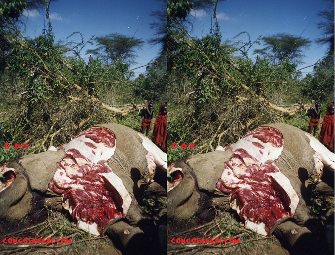 3D photo of dead elephant being butchered.